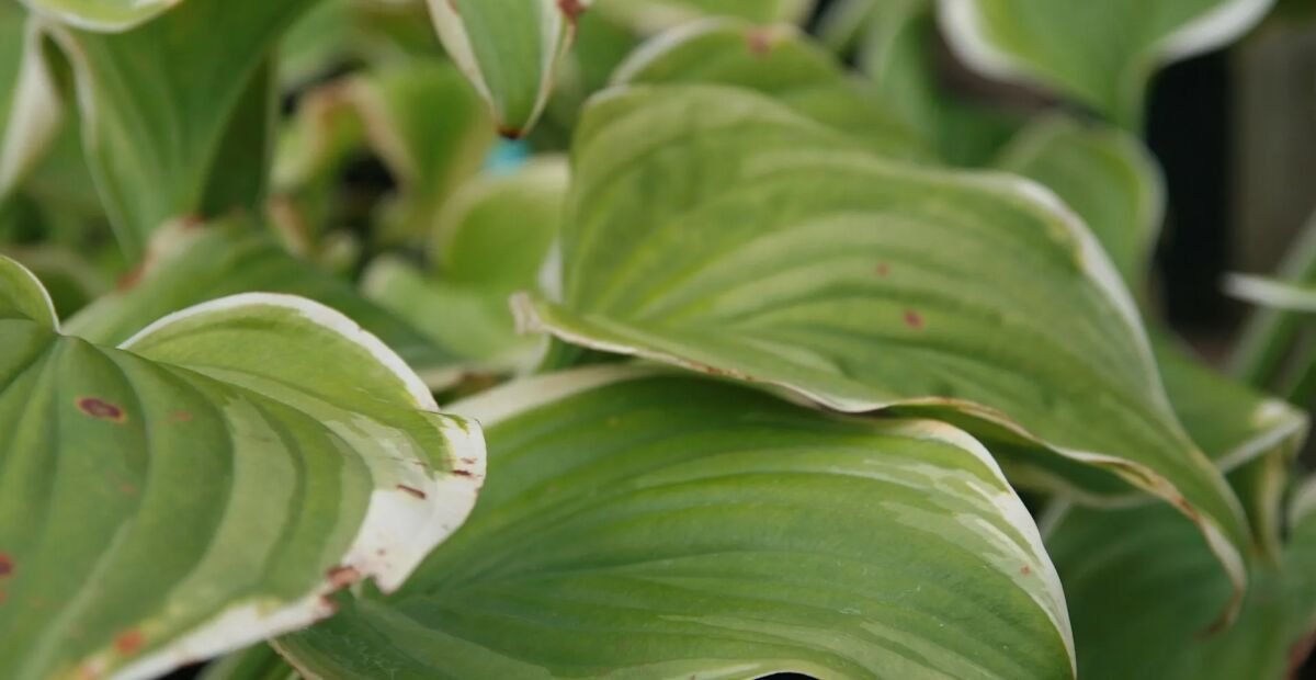 Hosta 'Fragrant Bouquet' – fotografia rastliny