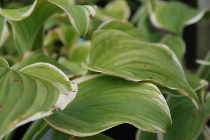 Hosta 'Fragrant Bouquet'