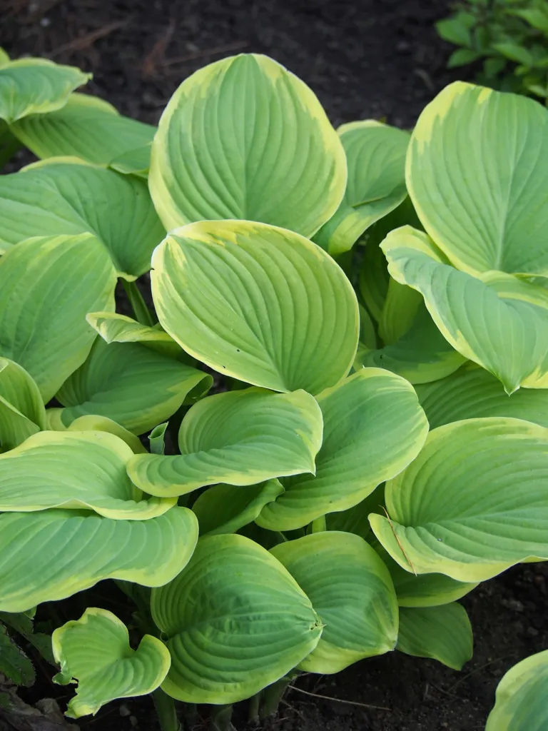 Hosta 'Fragrant Bouquet' – v záhrade, fotografia rastliny