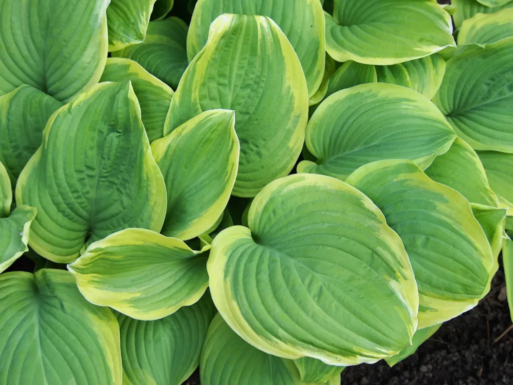Hosta 'Fragrant Bouquet' – v záhrade, fotografia rastliny