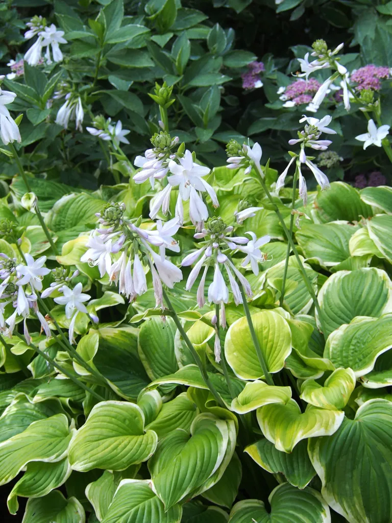 Hosta 'Fragrant Bouquet' – v záhrade, fotografia rastliny