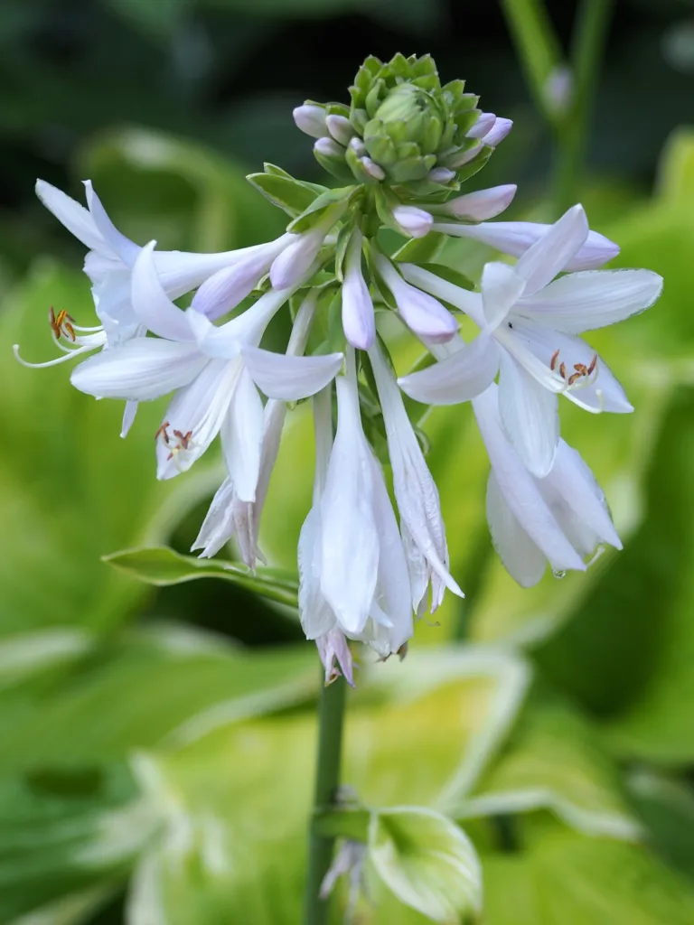 Hosta 'Fragrant Bouquet' – v záhrade, fotografia rastliny