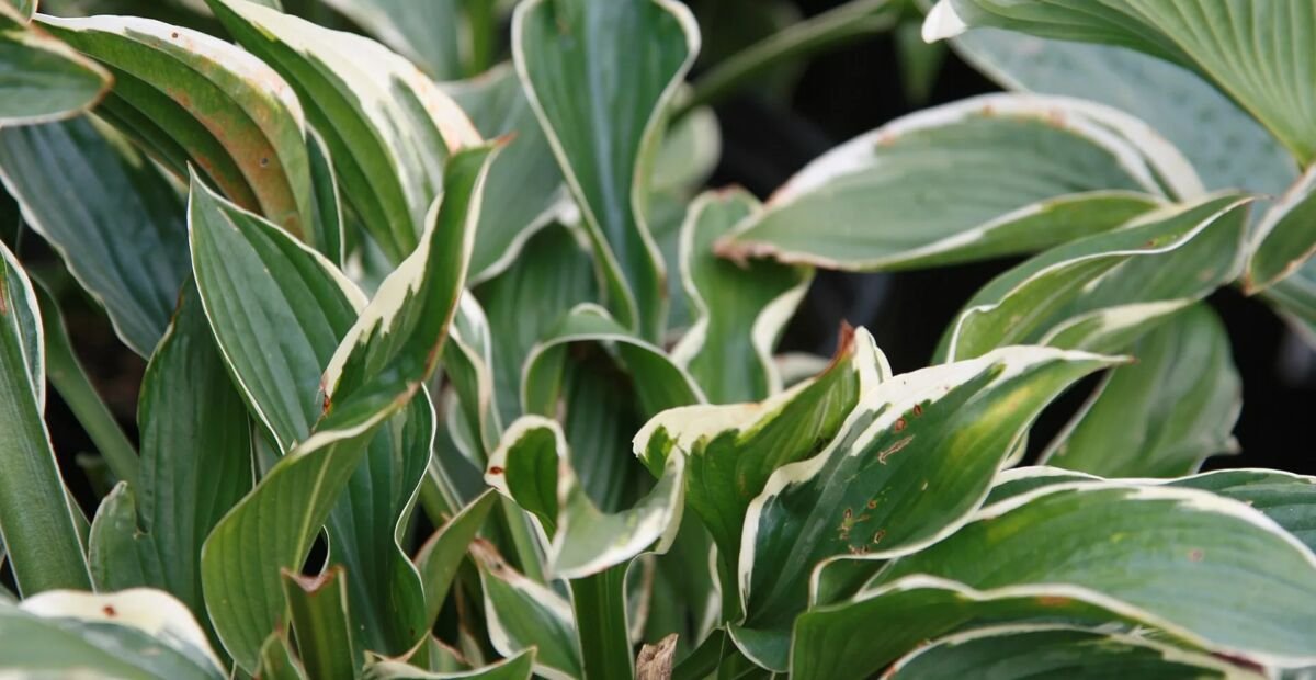 Hosta 'Francee' – Pflanzenfoto