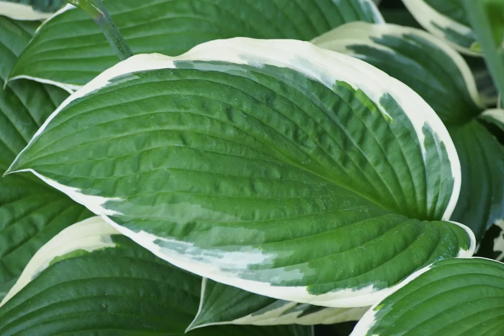 Hosta 'Francee' – im Garten, Pflanzenfoto