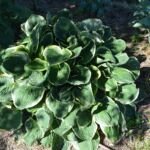 Hosta 'Frances Williams' – zdjęcie rośliny