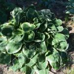 Hosta ‘Frances Williams’ (Hosta 'Frances Williams') – plant photo