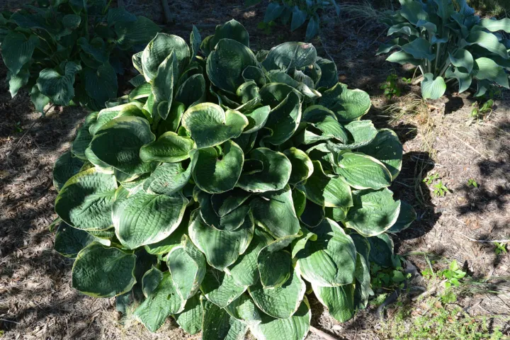 Hosta 'Frances Williams'