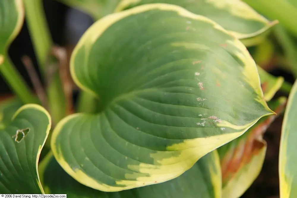 Hosta ‘Frances Williams’ (Hosta 'Frances Williams') – in a garden setting, plant photo