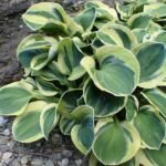 Hosta 'Frosted Mouse Ears' – Pflanzenfoto