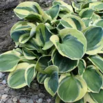 Hosta ‘Frosted Mouse Ears’ (Hosta 'Frosted Mouse Ears') – plant photo