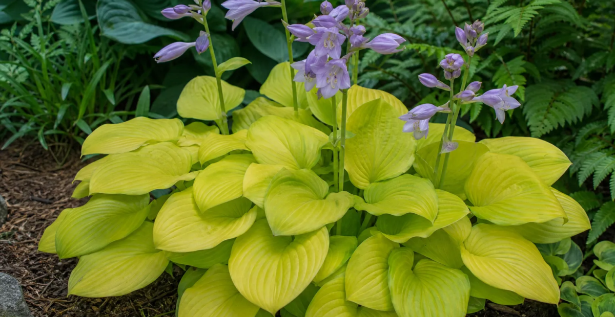 Hosta 'Gold Drop' – Pflanzenfoto