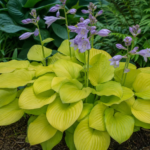 Hosta 'Gold Drop' – zdjęcie rośliny