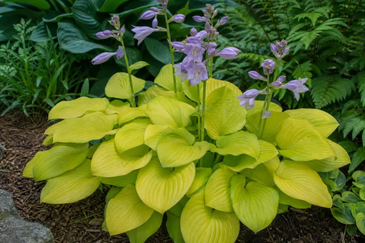 Hosta 'Gold Drop'