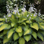 Hosta 'Golden Meadows' – fotografia rastliny