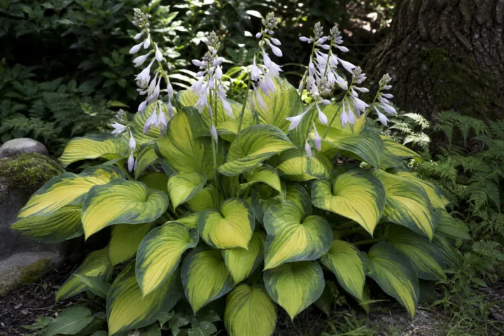 Hosta 'Golden Meadows'