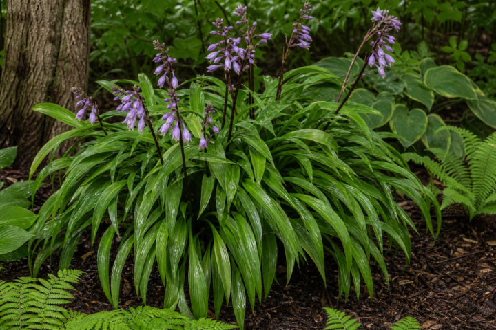 Hosta 'Green Fountain'