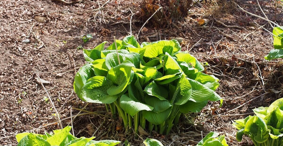 Hosta 'Guacamole' – plant photo