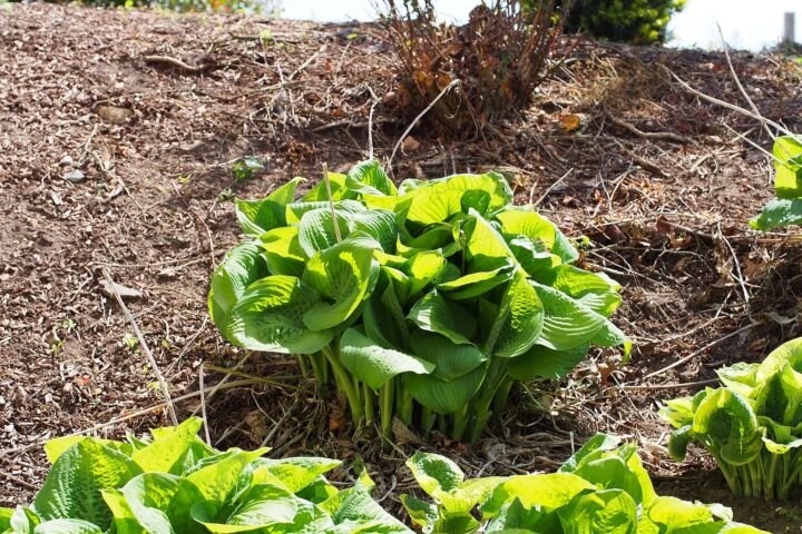 Hosta 'Guacamole'