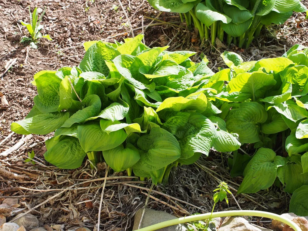 Hosta 'Guacamole' – flowers in close-up, plant photo