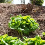 Hosta ‘Guacamole’ (Hosta 'Guacamole') – plant photo