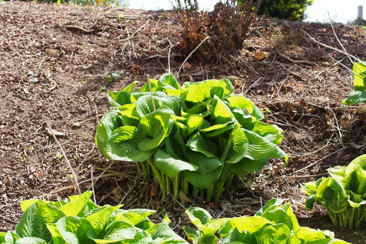 Hosta 'Guacamole'