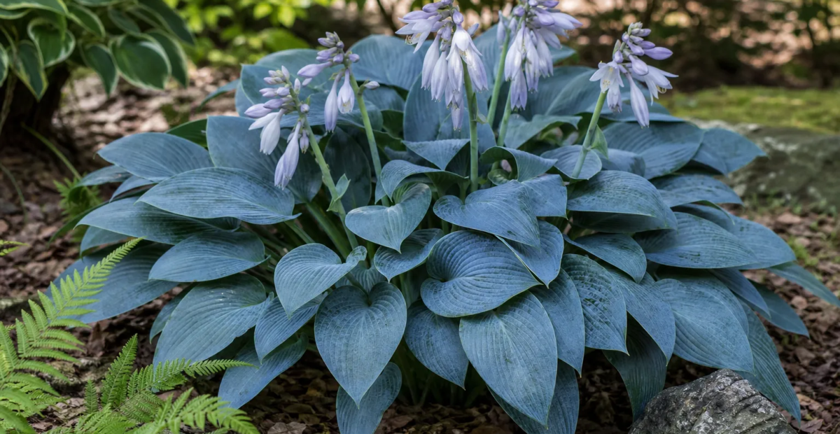 Hosta 'Hadspen Blue' – Pflanzenfoto