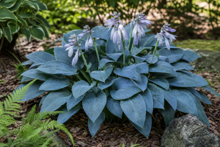 Hosta 'Hadspen Blue'