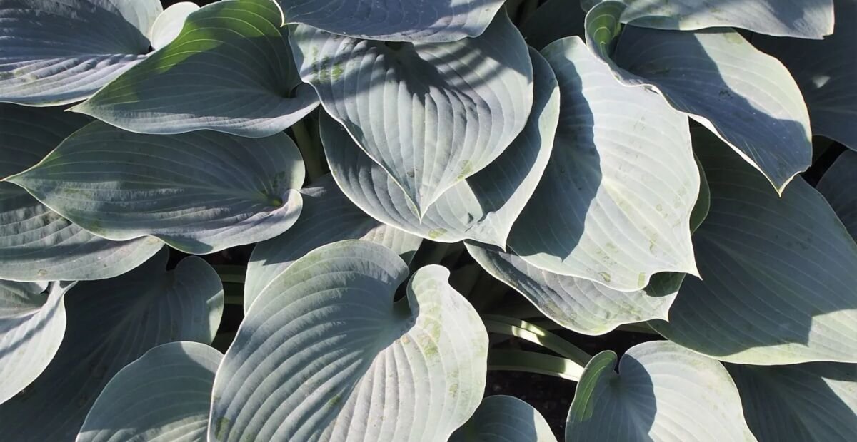 Hosta 'Halcyon' – Pflanzenfoto