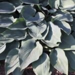 Hosta 'Halcyon' – Pflanzenfoto
