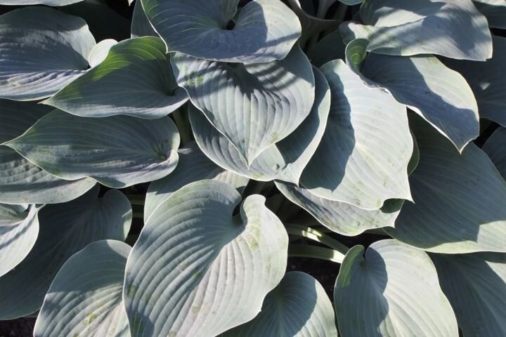 Hosta 'Halcyon'
