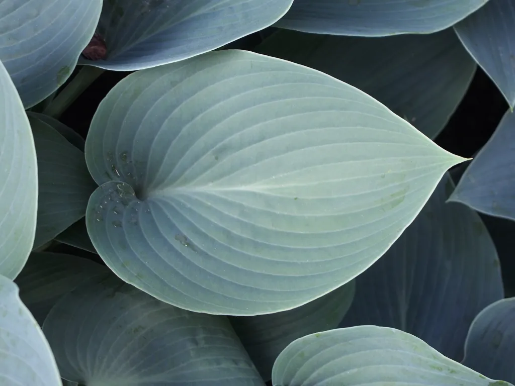 Hosta 'Halcyon' – im Garten, Pflanzenfoto