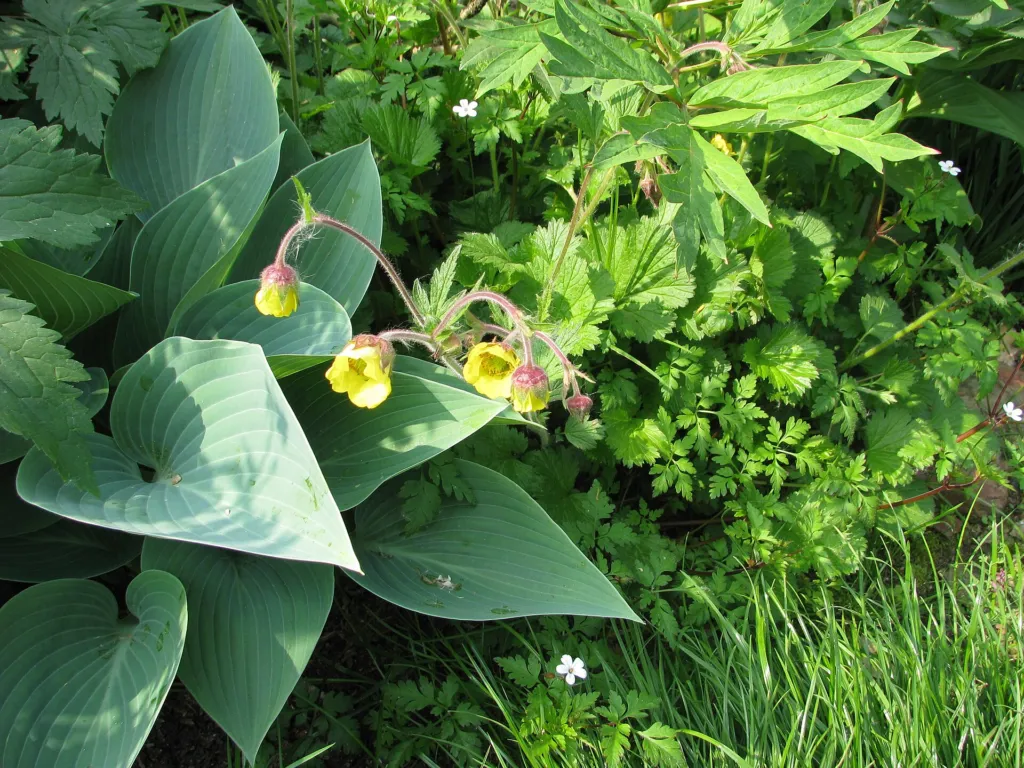 Hosta 'Halcyon' – Blüten in Nahaufnahme, Pflanzenfoto