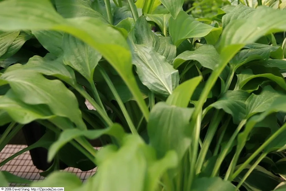 Hosta 'Honeybells' – typisches Erscheinungsbild, Pflanzenfoto