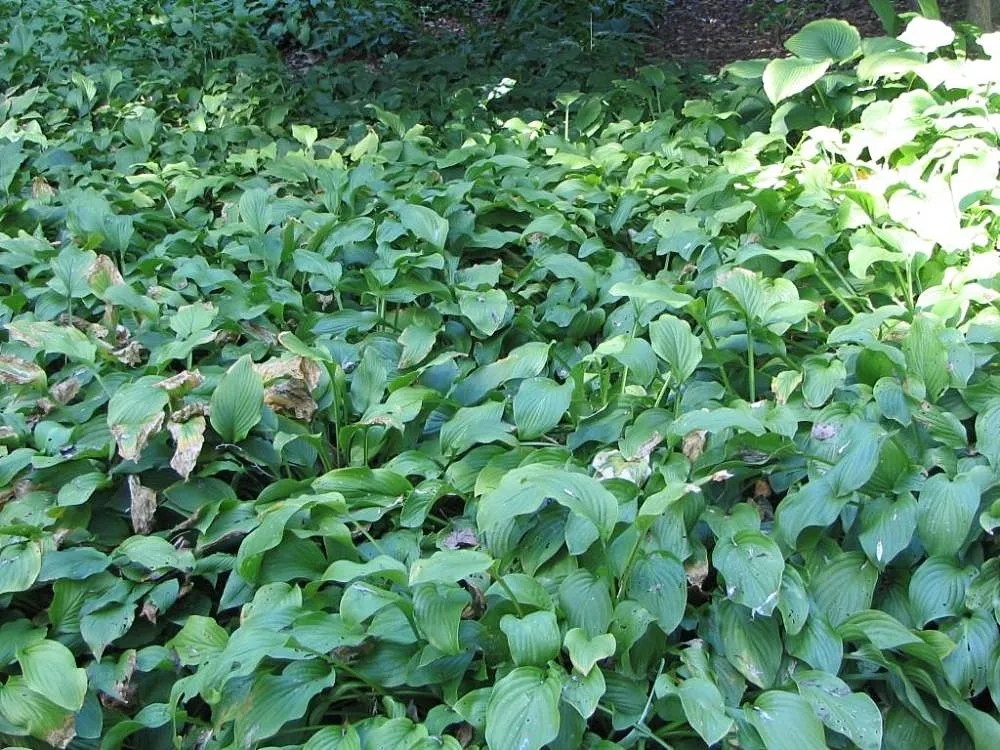 Hosta 'Honeybells' – typisches Erscheinungsbild, Pflanzenfoto