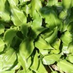 Hosta 'Invincible' – fotografia rastliny