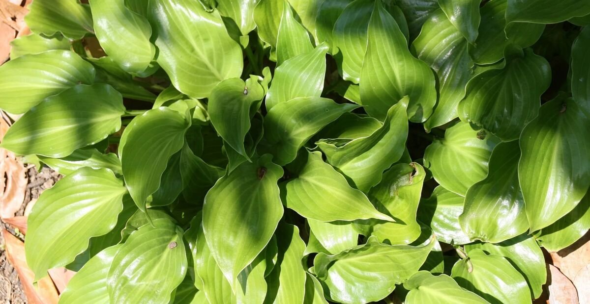 Hosta 'Invincible' – Pflanzenfoto