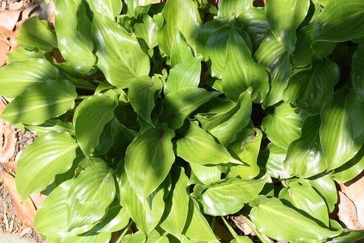 Hosta 'Invincible'