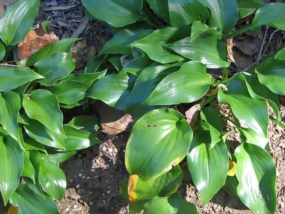 Hosta 'Invincible' – typický vzhľad, fotografia rastliny