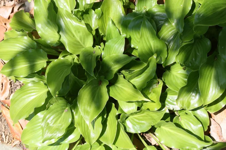 Hosta 'Invincible'