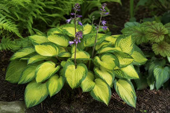 Hosta 'Island Breeze'