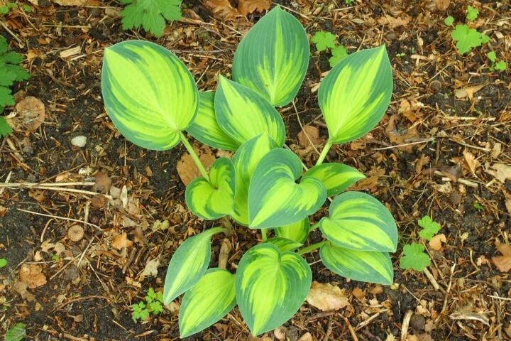 Hosta 'June'