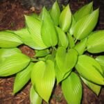 Hosta 'June Fever' – fotografia rastliny