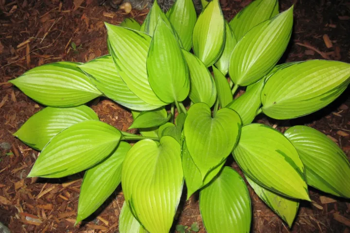 Hosta 'June Fever'