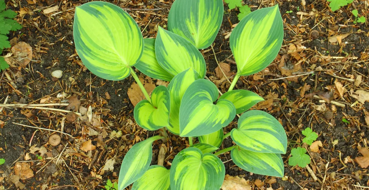 Hosta 'June' – plant photo