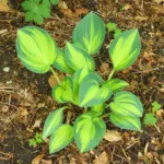 Hosta ‘June’ (Hosta 'June') – plant photo