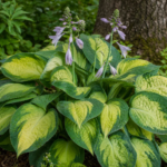 Hosta 'June Spirit' – zdjęcie rośliny