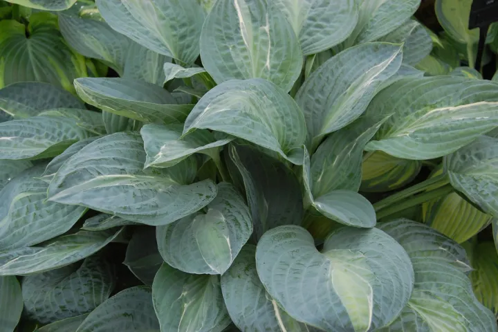 Hosta 'Kiwi Full Monty'