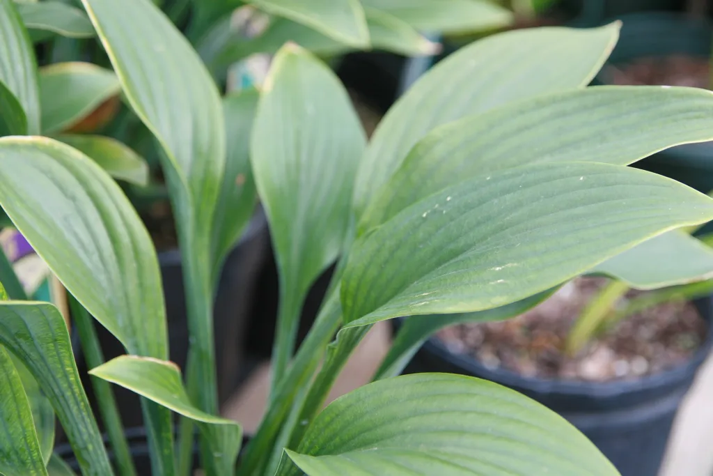funkia (Hosta 'Krossa Regal') – in a garden setting, plant photo