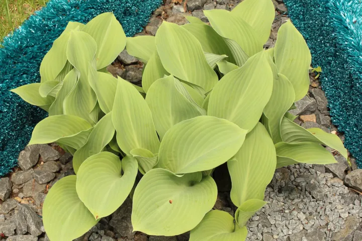 Hosta 'Krossa Regal'