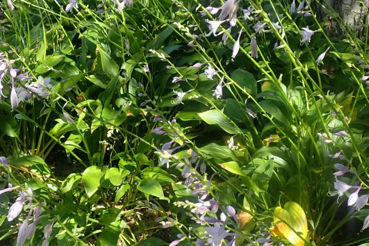 Hosta lancifolia